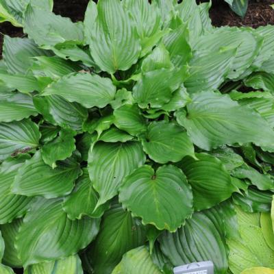 Hosta 'Stimulation' Hosta 'Stimulation'